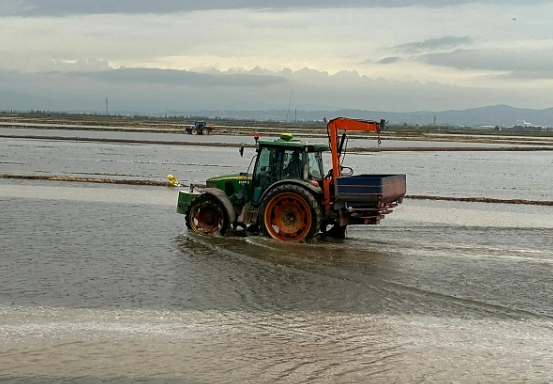 La guerra en Irán provoca «la siembra del arroz más cara de la historia« en la Albufera de Valencia