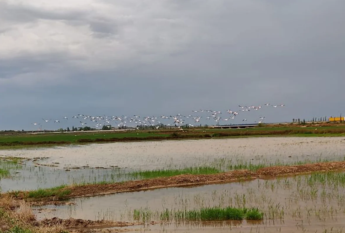 Bandadas de flamencos arrasan parcelas enteras de los arrozales en la Albufera